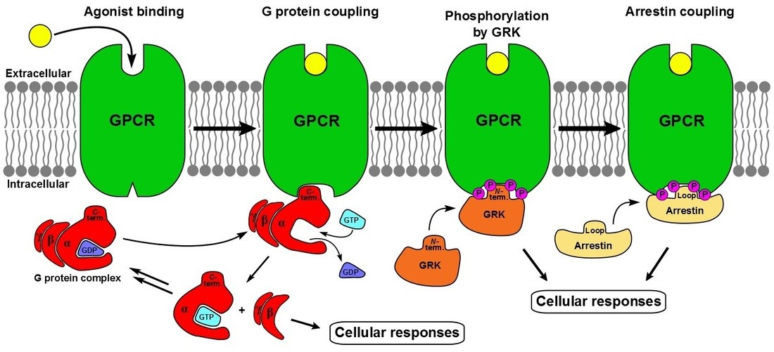 Illustration for the cellular  signalling of GPCRs