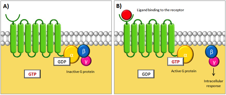 Schematic diagram of GPCR