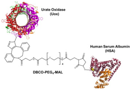 Schematic representation of  Uox-HSA conjugate