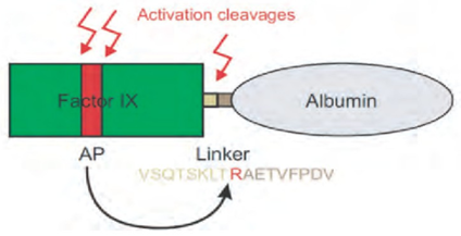 Recombinant  factor IX-albumin fusion protein with a cleavable linker 