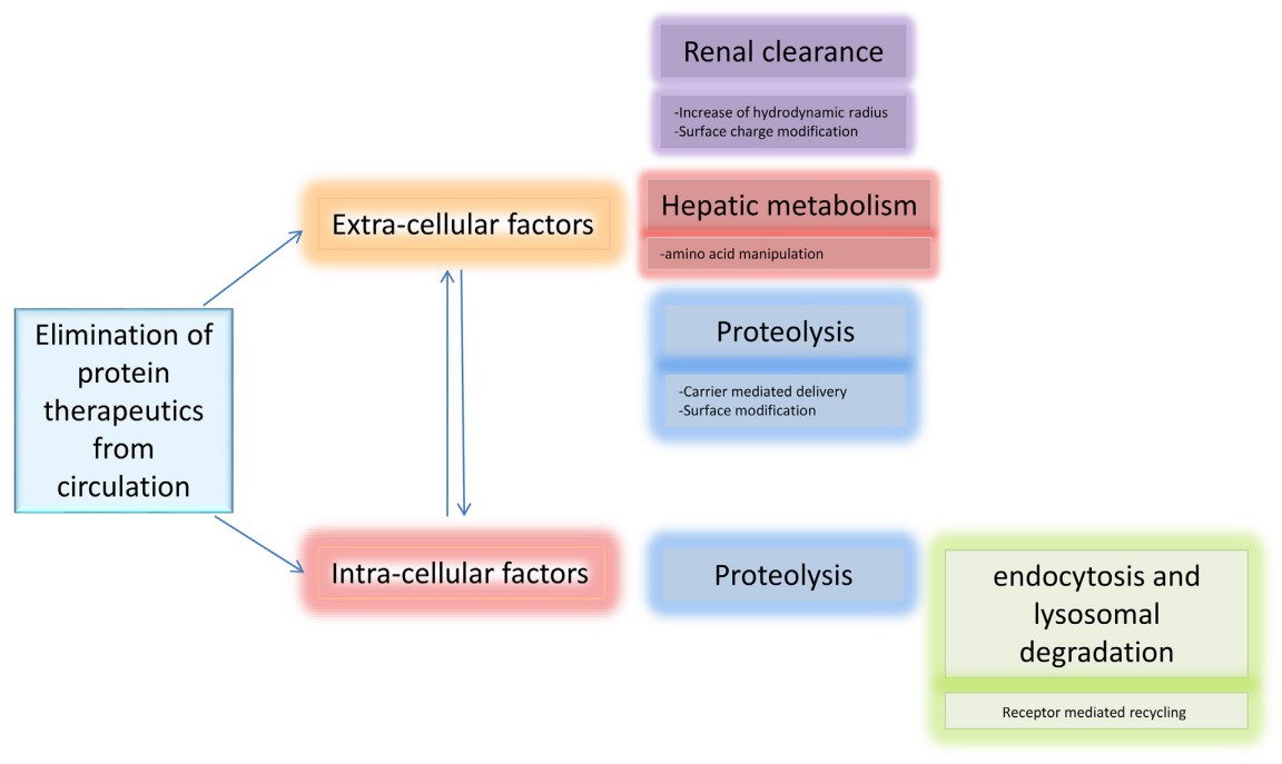 Factors that limit residence time of protein in circulation and a few ways to address them