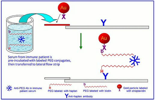 A general  schematic of rapid immunogenicity tests