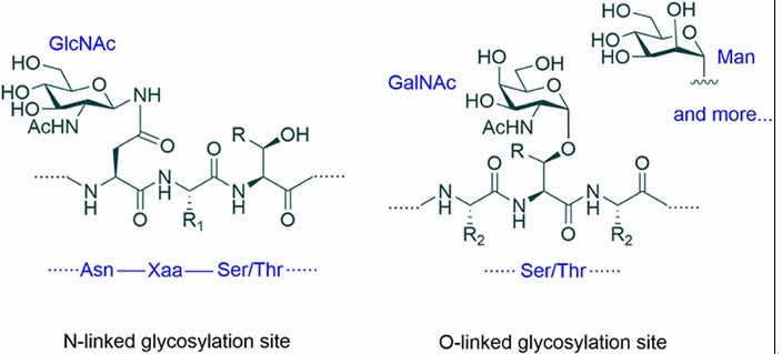 Figure 1. Protein glycosylation