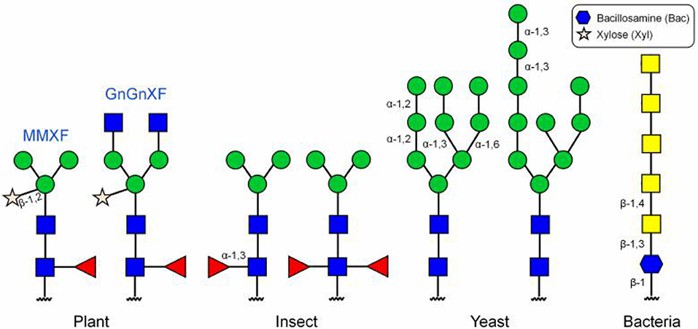 Figure 2. N-connectans on glycoproteins produced in different expression systems