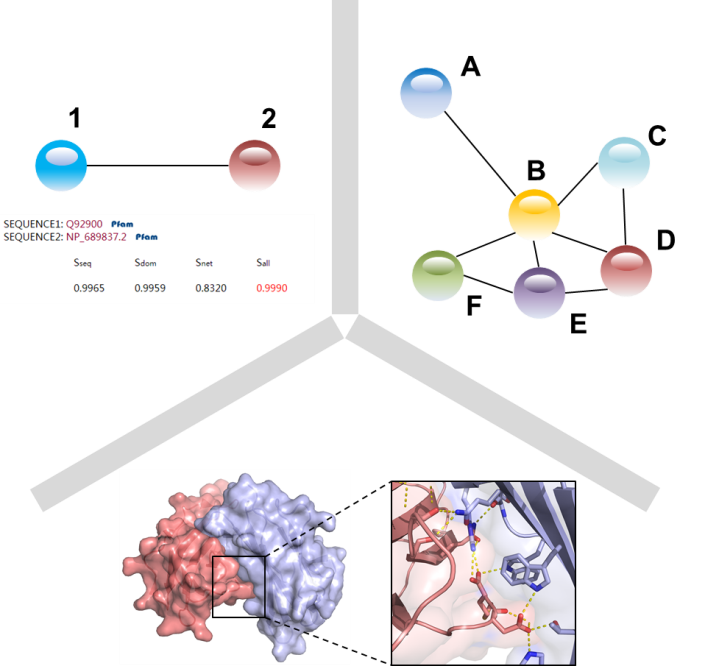 Deciphering Spatial Protein–Protein Interactions in Brain Using