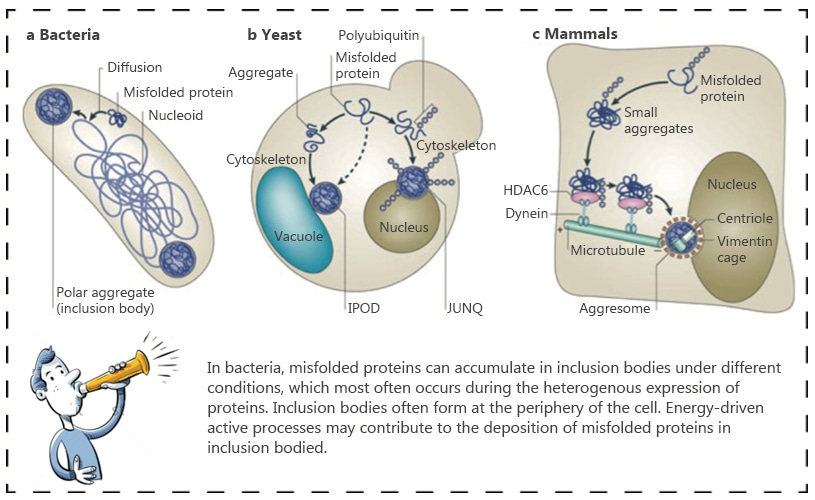 Inclusion body purification & protein refolding