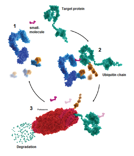 Induced Protein Degradation