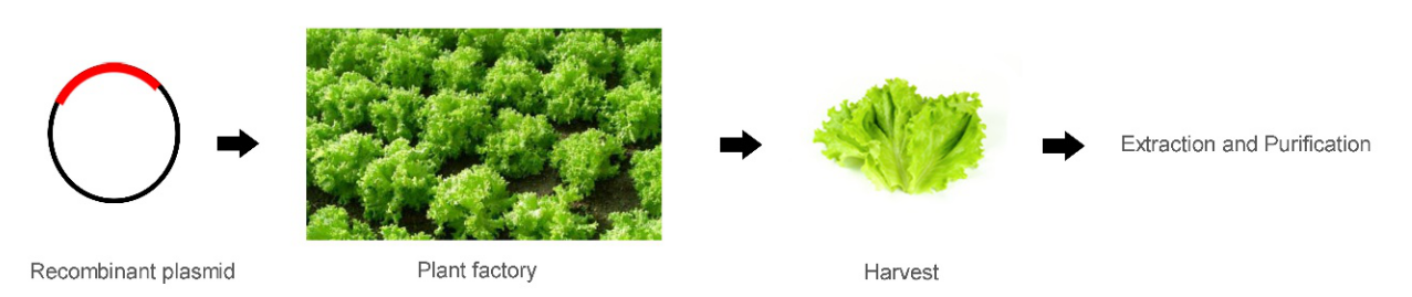 Lettuce Transient Expression System
