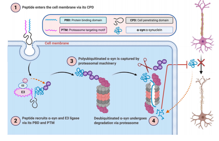 Cell-Permeable Peptide-Based Degrader for Alpha-Synuclein