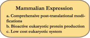 Mammalian Expression