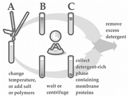 Detergent-based membrane protein isolation