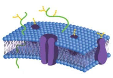 Membrane Protein Isolation and Purification