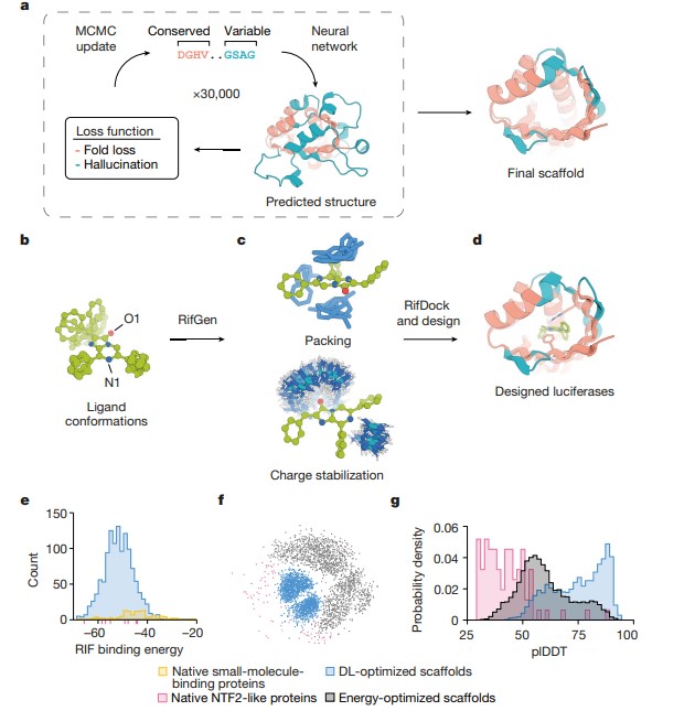 Generation of idealized scaffolds and computational design of de novo luciferases.