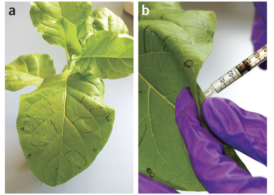 Nicotiana tabacum Expression System