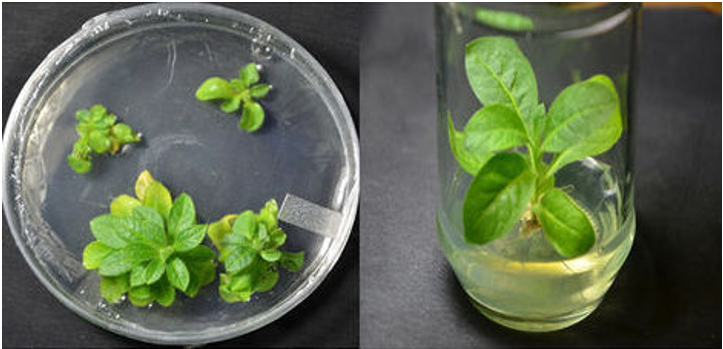 Nicotiana tabacum Expression System