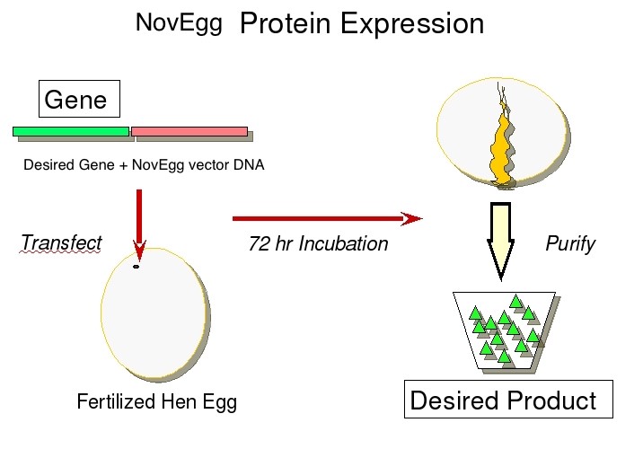 NovEgg Expression System