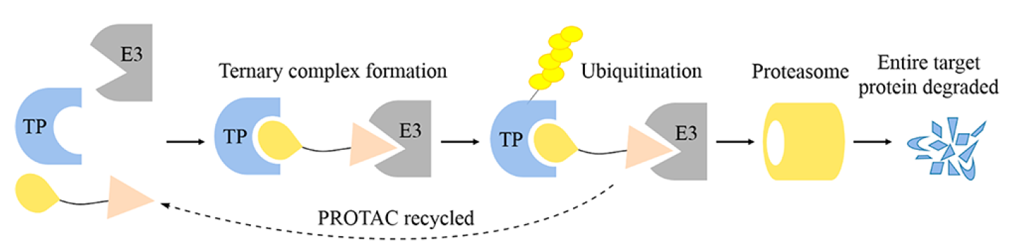 Overview steps of entire target protein degradation by PROTACs