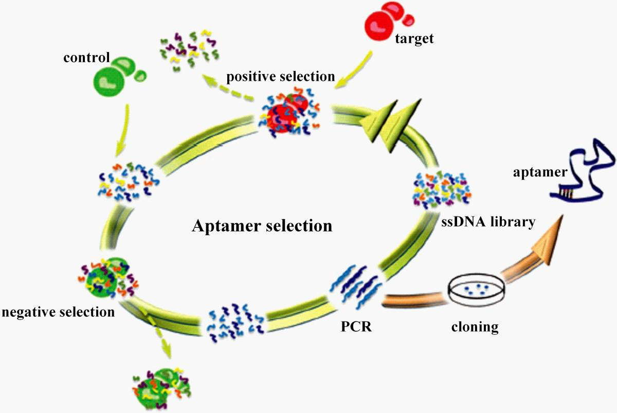 Ligand Discovery and Design Service