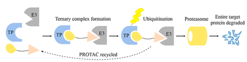 PROTAC discovery and development