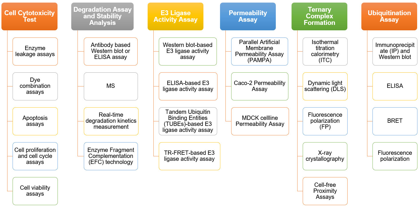 PROTAC® In Vivo Animal Test - Creative Biolabs