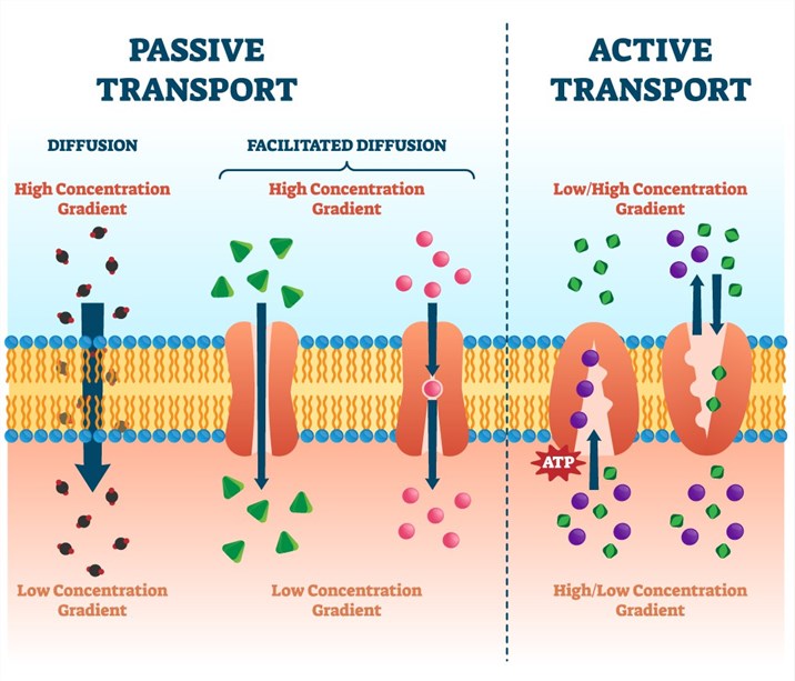 Parallel Artificial Membrane Permeability Assay (PAMPA)