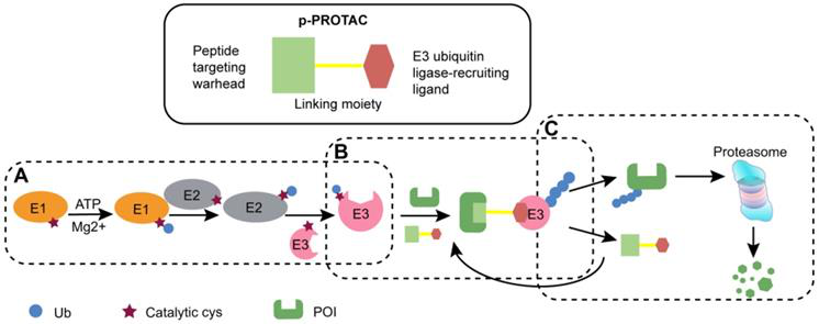 The schematic diagram of peptide PROTAC