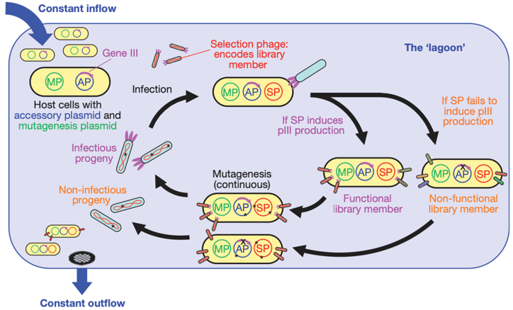 Phage Assisted Continuous Evolution (PACE)