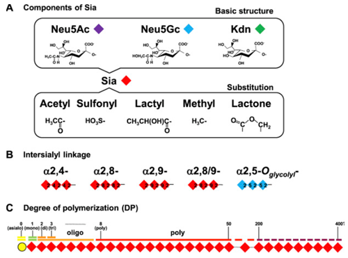 Structures of sialic acid and polysialic acid