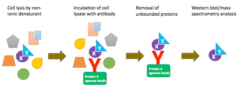 Principle of co-Immunoprecipitation