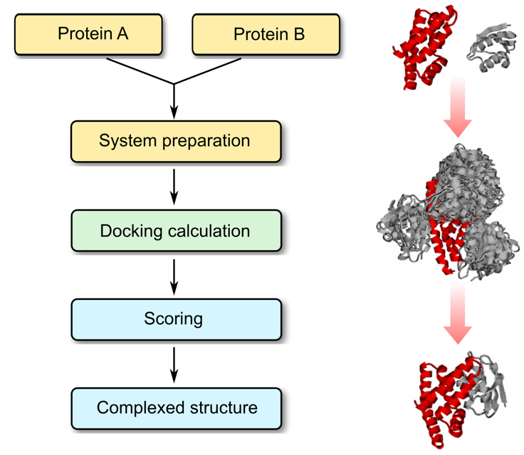 Protein–Protein Docking - Profacgen