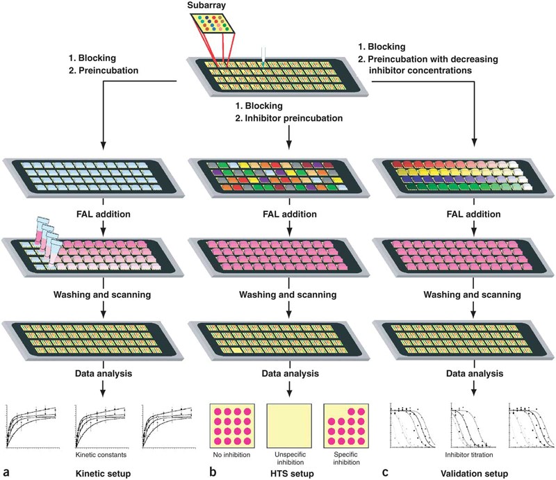 Protein Activator & Inhibitor Screening Service