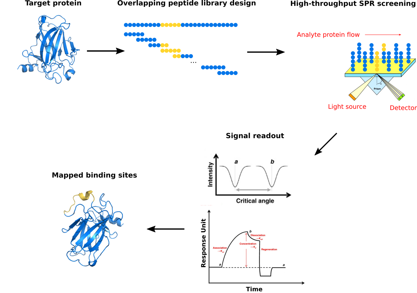 Protein binding site mapping procedures