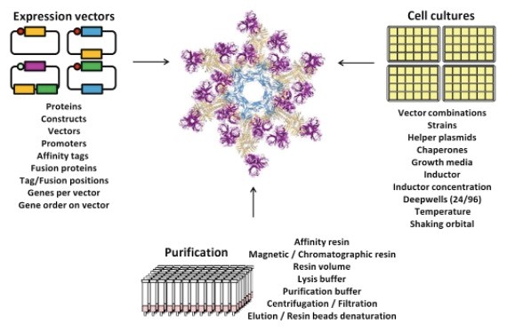 Protein Co-expression Service in E. coli System