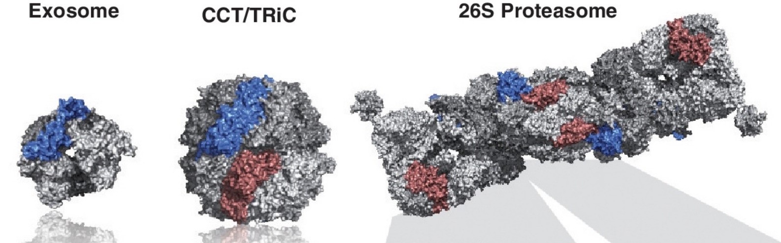 Protein Co-expression Service in Mammalian Cells