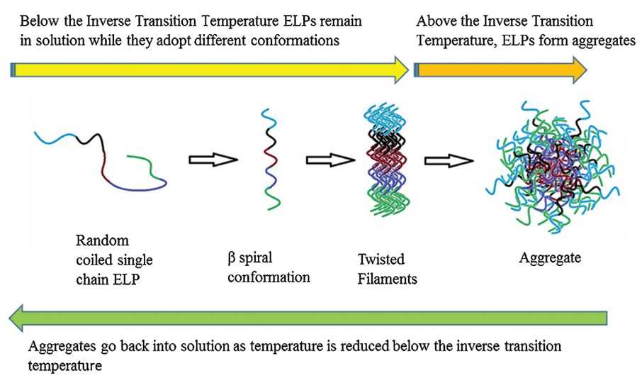 Figure 2. Formation of aggregates by single chain ELPs