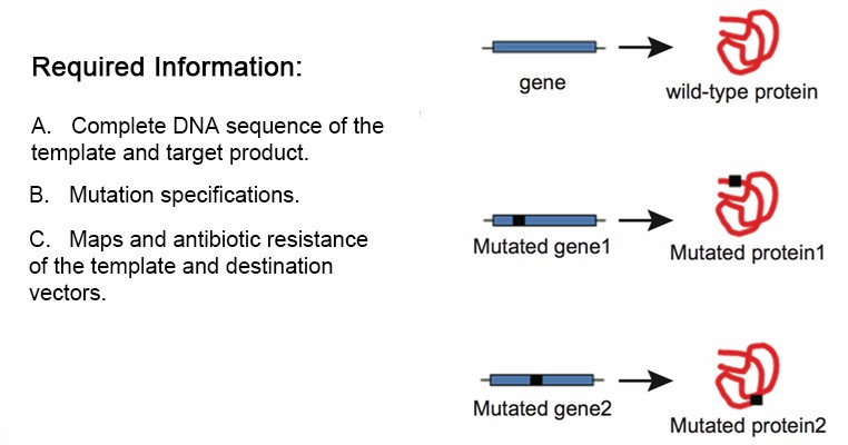 Protein Mutagenesis