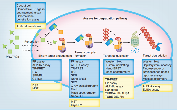Assays that can be applied for the degradation pathway of proteolysis targeting chimeras degraders