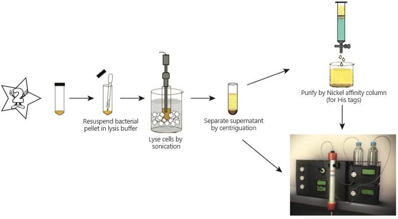 Protein purification by chromatography