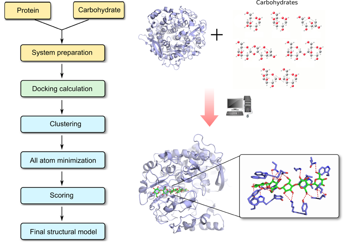 Protein–Carbohydrate  docking process