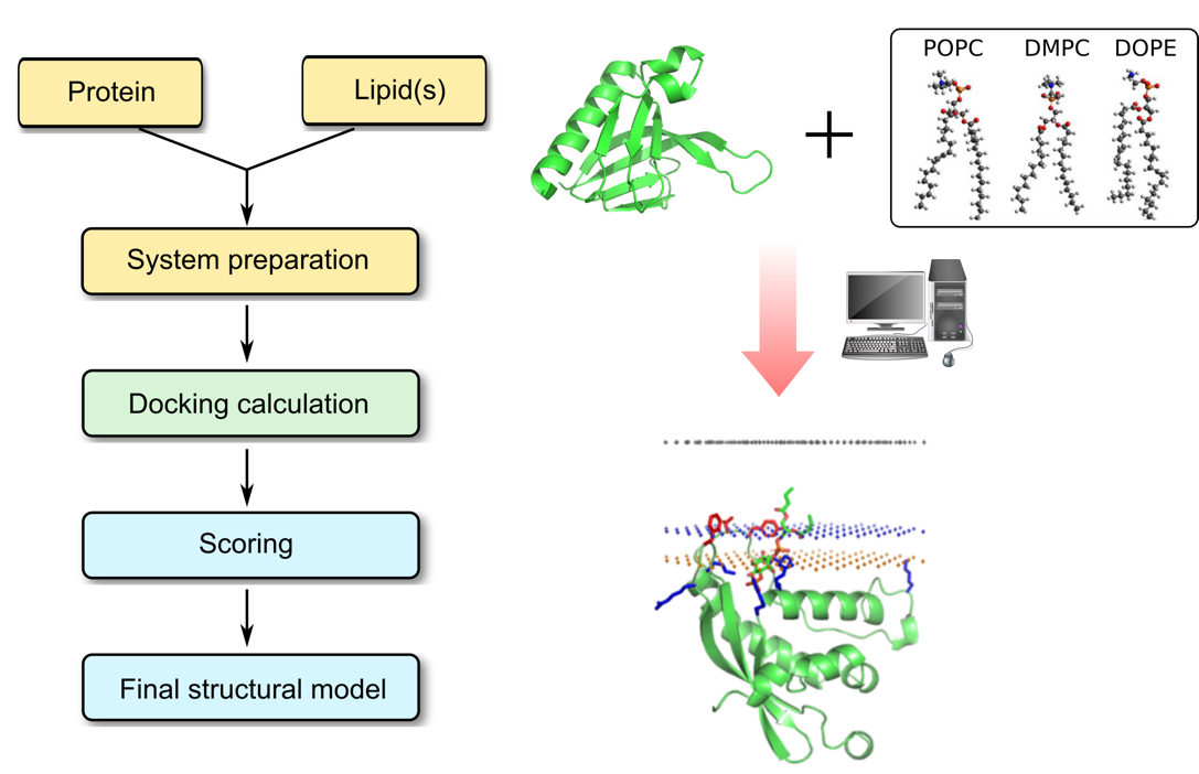 Protein–Lipid docking  process