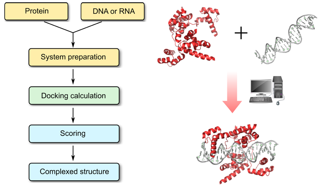 Principle of co-Immunoprecipitation