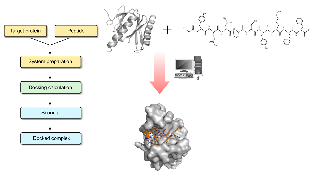 Protein–peptide docking  process