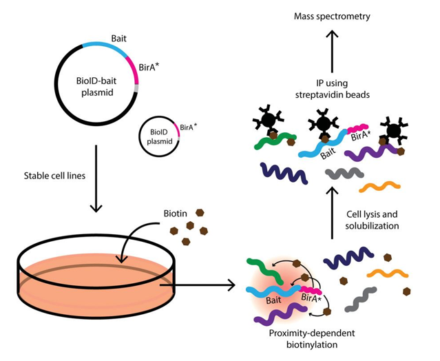 Diagram of Basic Protocol (Curr Protoc Cell Biol. 2016)