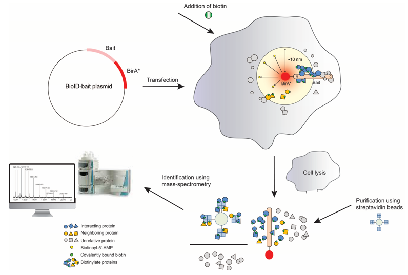 Schematic Diagram of BioID Technique