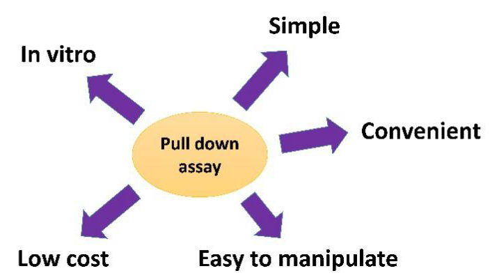 Pull down assay