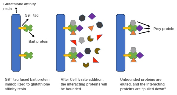 Illustration of pull down assay