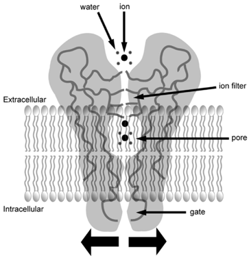 Receptor for temperature and touch research and discovery