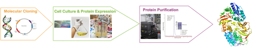 Recombinant Protein Expression Services