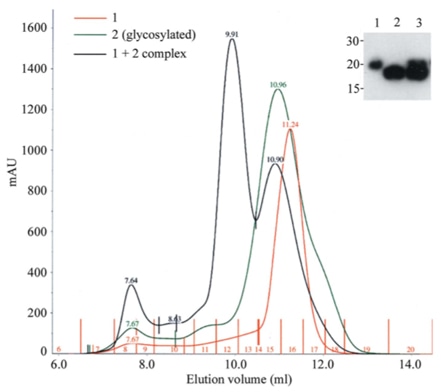 The efficient production of a receptor-ligand complex by co-transfection in HEK293T cells