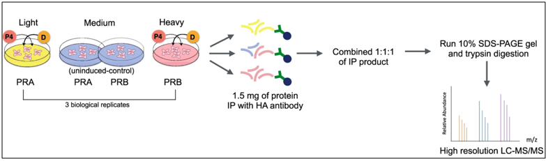 SILAC-IP-MS